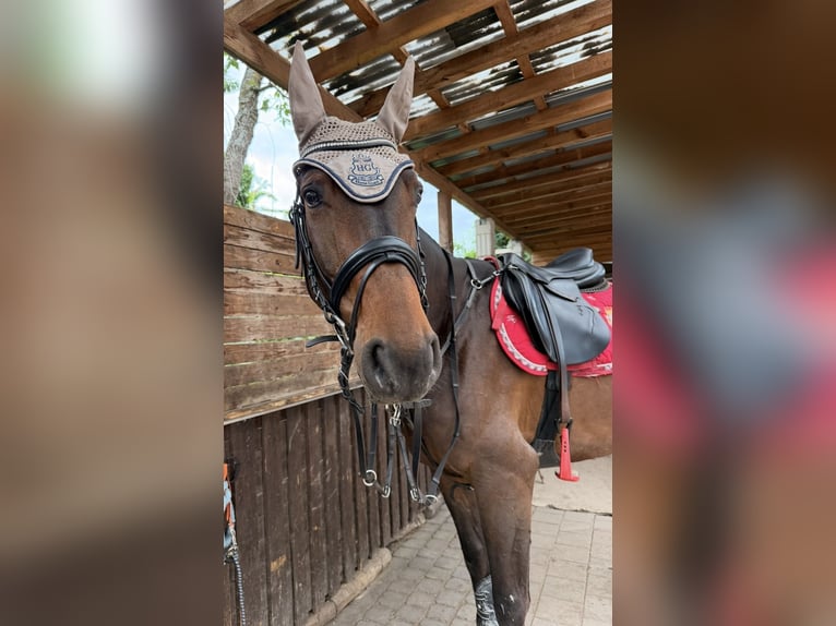 German Sport Horse Gelding 9 years 16.1 hh Brown in Darmstadt