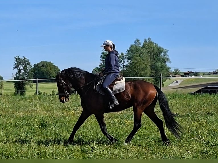 German Sport Horse Gelding 9 years 16.1 hh Brown in Amerang