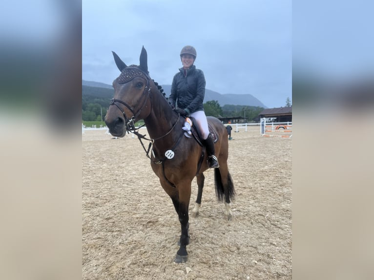 German Sport Horse Gelding 9 years 16.1 hh Brown in Ohlstadt