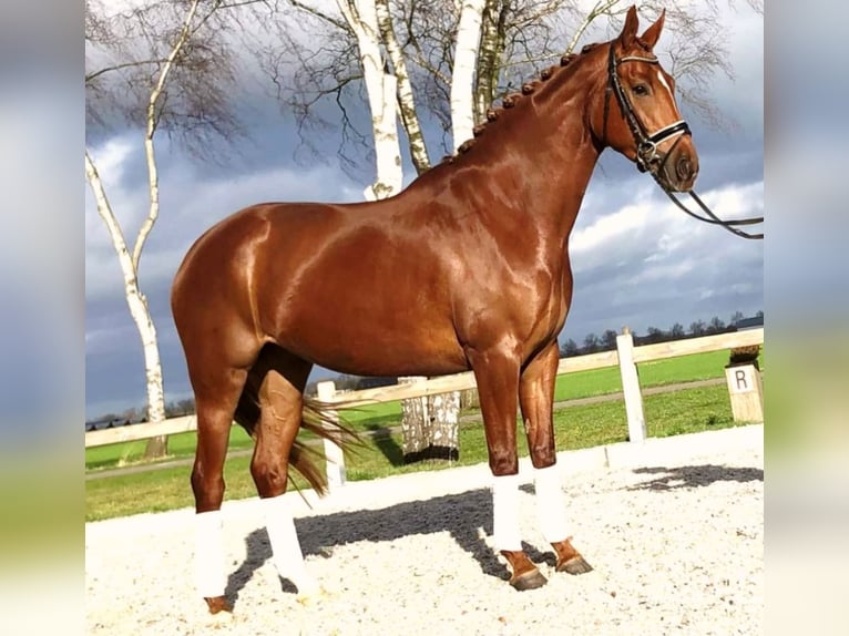 German Sport Horse Gelding 9 years 16,1 hh Chestnut-Red in Madrid