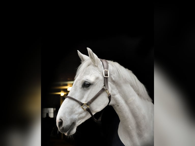 German Sport Horse Gelding 9 years 16.1 hh Grey in Fraunberg