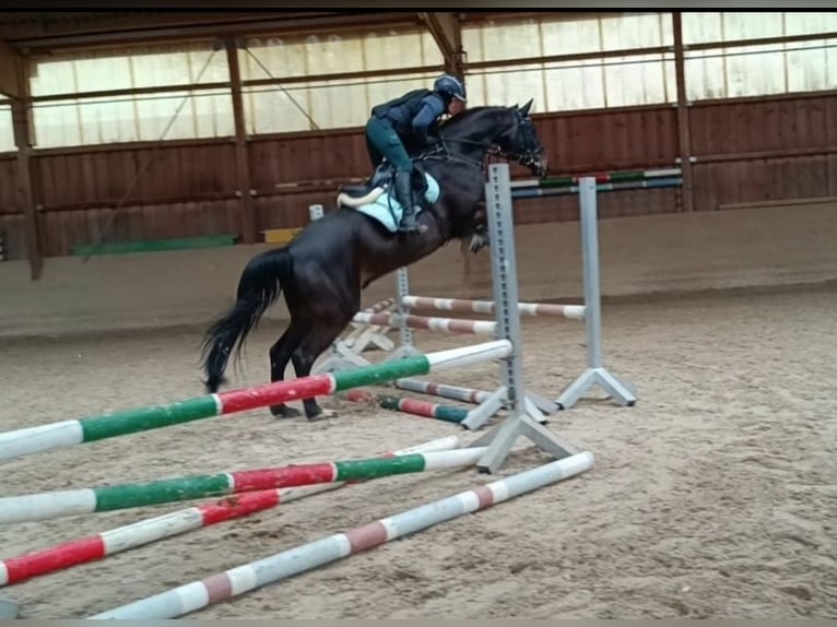 German Sport Horse Gelding 9 years 16,2 hh Bay-Dark in Ditzingen