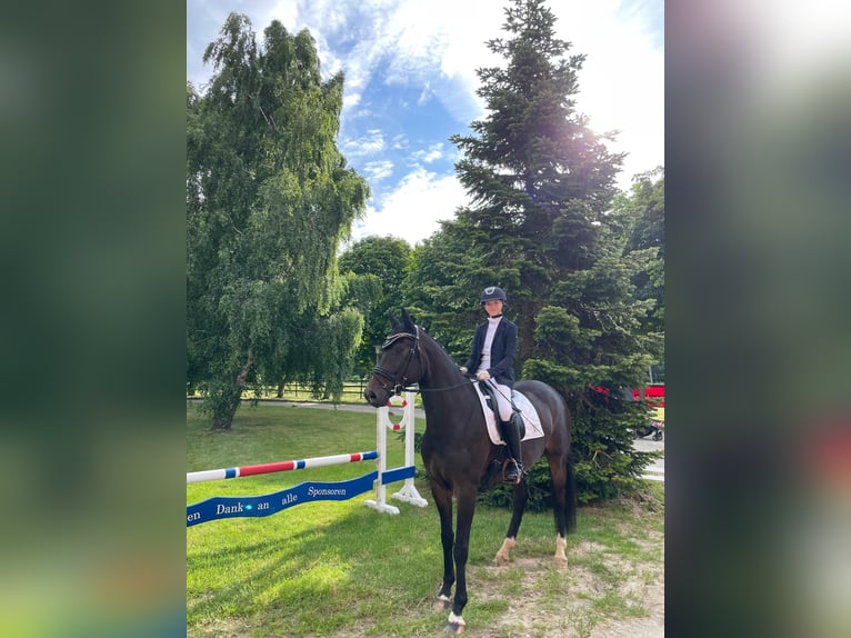 German Sport Horse Gelding 9 years 16.2 hh Bay-Dark in Stadland