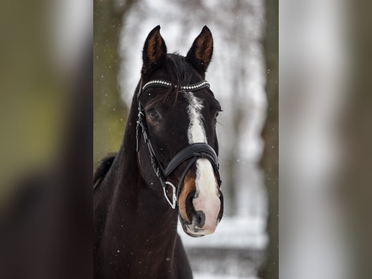 German Sport Horse Gelding 9 years 16.2 hh Bay-Dark in Neustadt(Dosse)