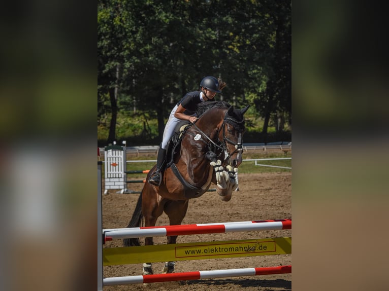 German Sport Horse Gelding 9 years 16.2 hh Bay-Dark in Neustadt(Dosse)