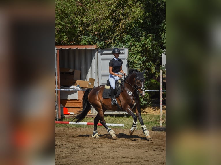 German Sport Horse Gelding 9 years 16.2 hh Bay-Dark in Neustadt(Dosse)