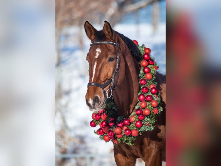 German Sport Horse Gelding 9 years 16,2 hh Brown in Burgthann