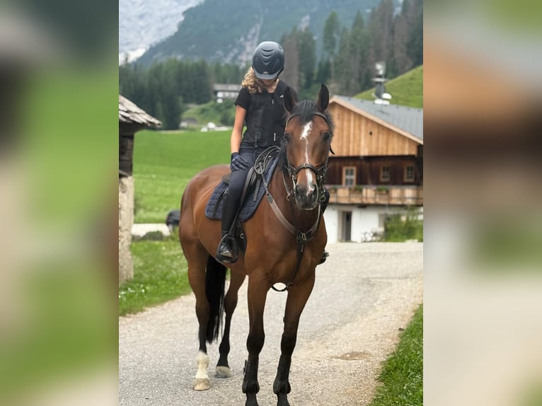 German Sport Horse Gelding 9 years 16.2 hh Brown in Sterzing