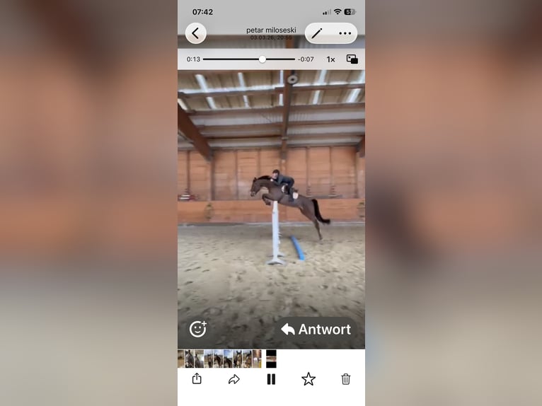 German Sport Horse Gelding 9 years 16.2 hh Brown in Sterzing