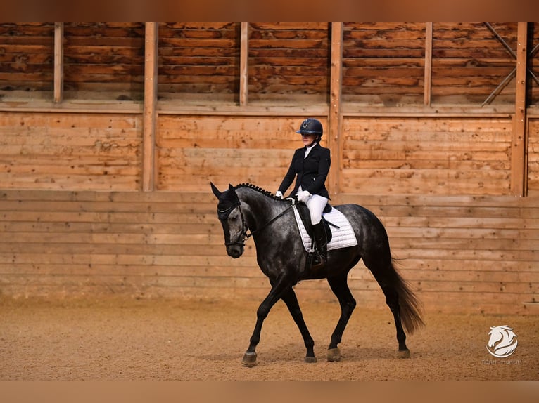 German Sport Horse Gelding 9 years 16.2 hh Grey-Dapple in Völs