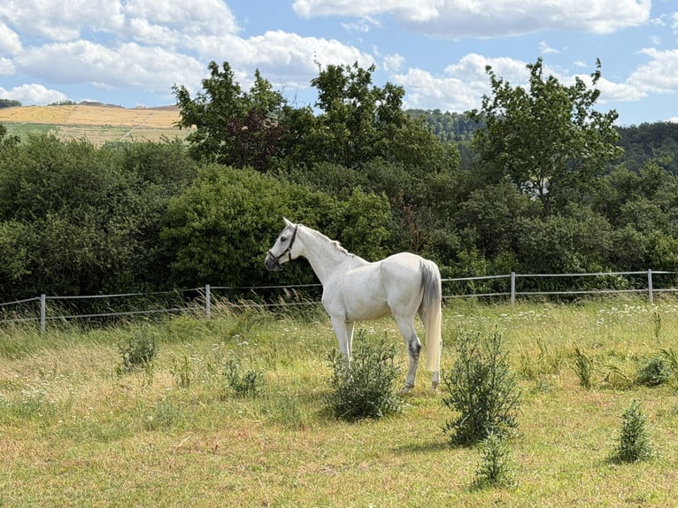 German Sport Horse Gelding 9 years 16.2 hh Grey in Rottweil