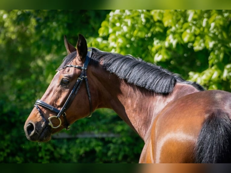 German Sport Horse Gelding 9 years 16.3 hh Brown in Laubach