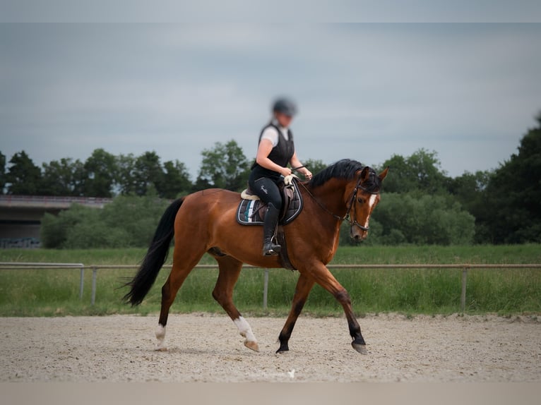 German Sport Horse Gelding 9 years 16.3 hh Brown in Saara