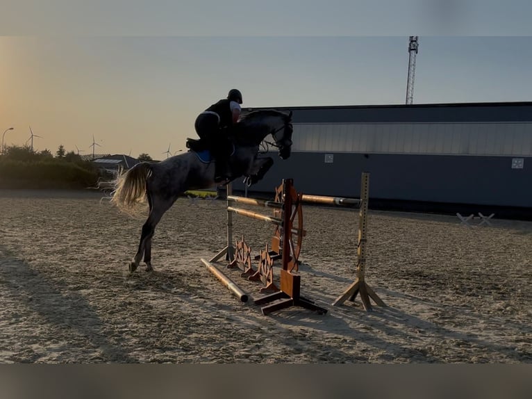 German Sport Horse Gelding 9 years 16.3 hh Grey-Fleabitten in Milzau