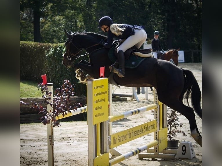 German Sport Horse Gelding 9 years 16 hh Bay-Dark in Grevenbroich