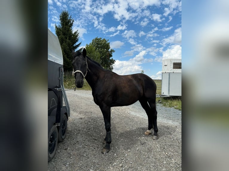 German Sport Horse Gelding 9 years 16 hh Black in Reichenbach/Vogtland