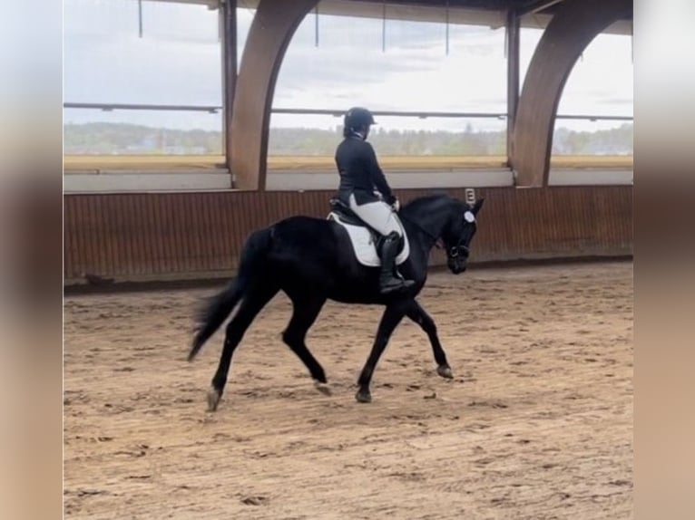 German Sport Horse Gelding 9 years 16 hh Black in Reichenbach/Vogtland
