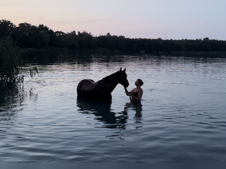 German Sport Horse Gelding 9 years 16 hh Brown in Twistetal