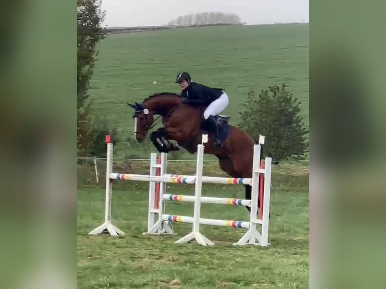 German Sport Horse Gelding 9 years 16 hh Brown in Twistetal