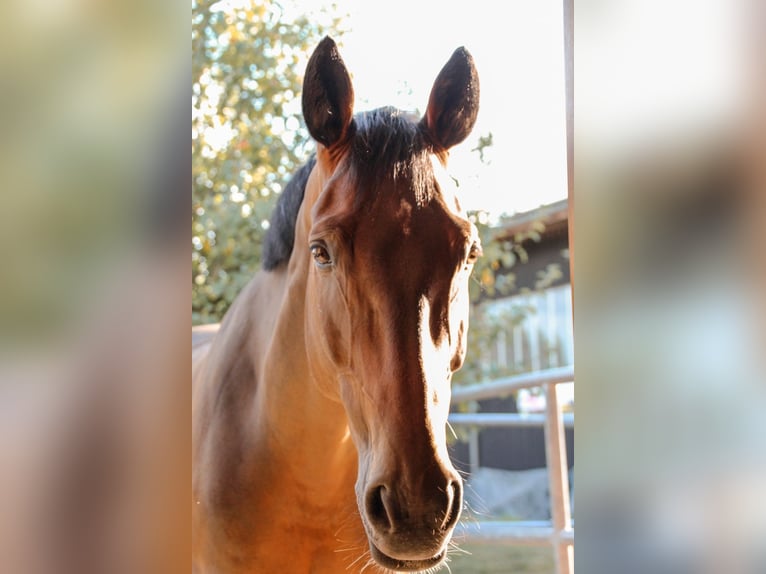 German Sport Horse Gelding 9 years 16 hh Brown in M&#xFC;llheim