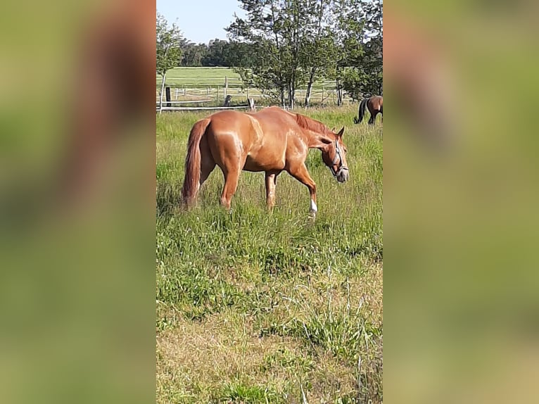 German Sport Horse Gelding 9 years 16 hh Chestnut-Red in Lichtenau