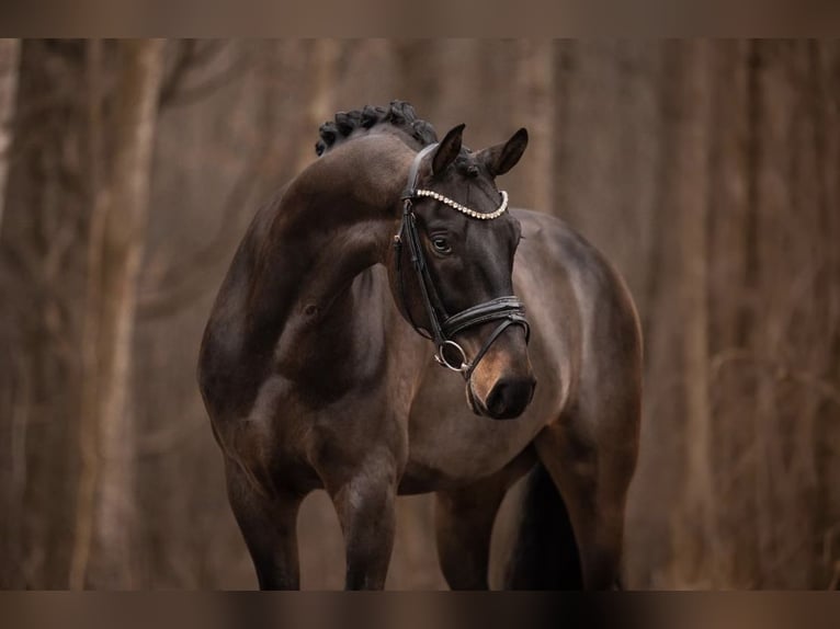 German Sport Horse Gelding 9 years 16,1 hh Bay-Dark in Santarém