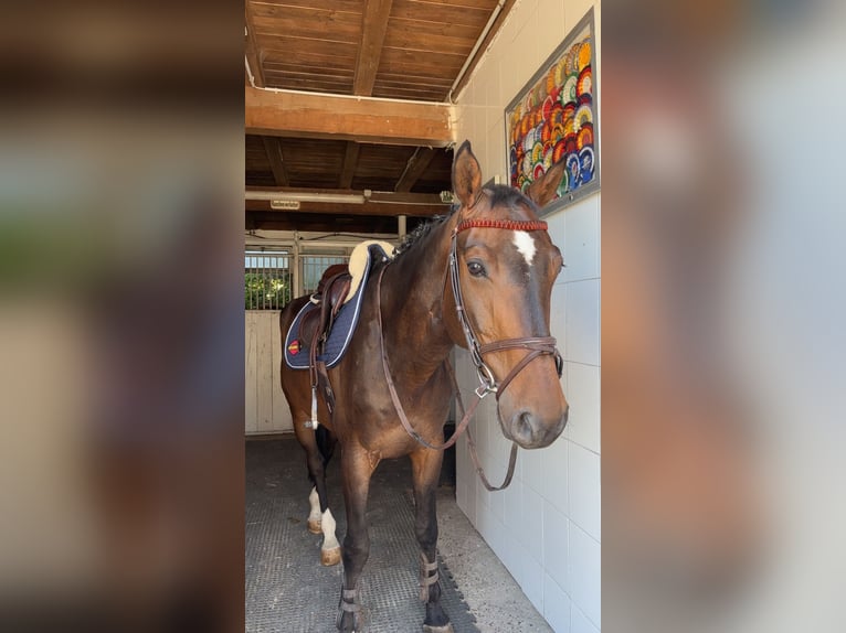 German Sport Horse Gelding 9 years 16,1 hh Brown in Mannheim