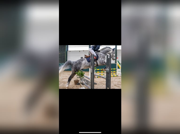 German Sport Horse Gelding 9 years 16,1 hh Gray-Dapple in Breda