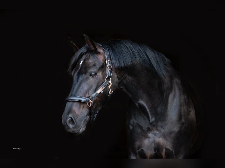 German Sport Horse Gelding 9 years 16,1 hh Smoky-Black in Kiefersfelden