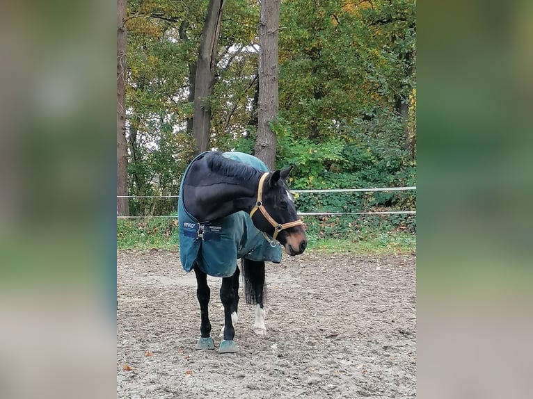 German Sport Horse Gelding 9 years 16,2 hh Bay-Dark in Stadland