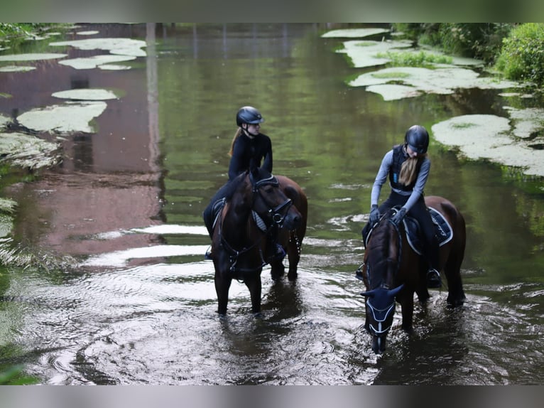 German Sport Horse Gelding 9 years 16,2 hh Black in Lünen