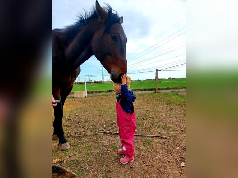 German Sport Horse Gelding 9 years 16,2 hh Brown in Weimar