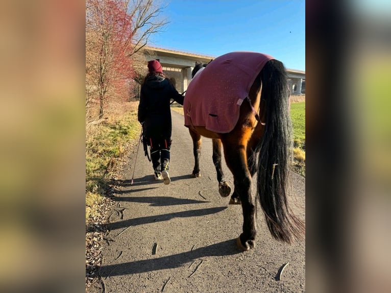 German Sport Horse Gelding 9 years 16,2 hh Brown in Weimar