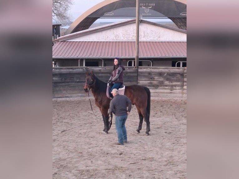 German Sport Horse Gelding 9 years 16,2 hh Brown in Weimar