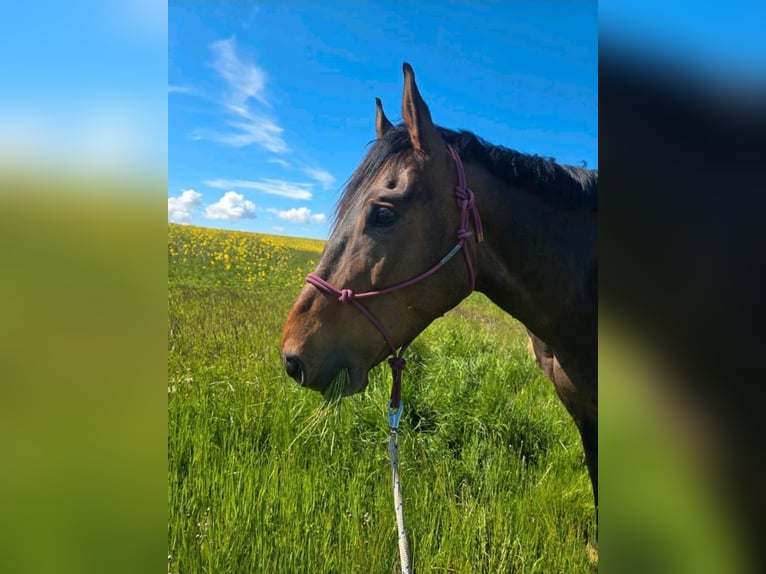 German Sport Horse Gelding 9 years 16,2 hh Brown in Weimar