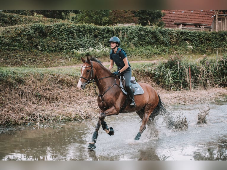 German Sport Horse Gelding 9 years 16,2 hh Brown in Dahme