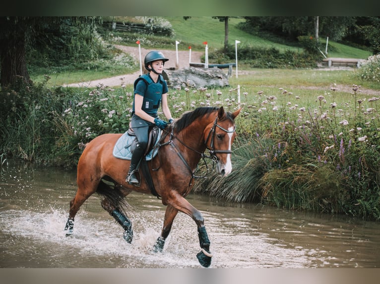 German Sport Horse Gelding 9 years 16,2 hh Brown in Dahme