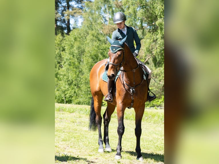 German Sport Horse Gelding 9 years 16,3 hh Bay in Reda