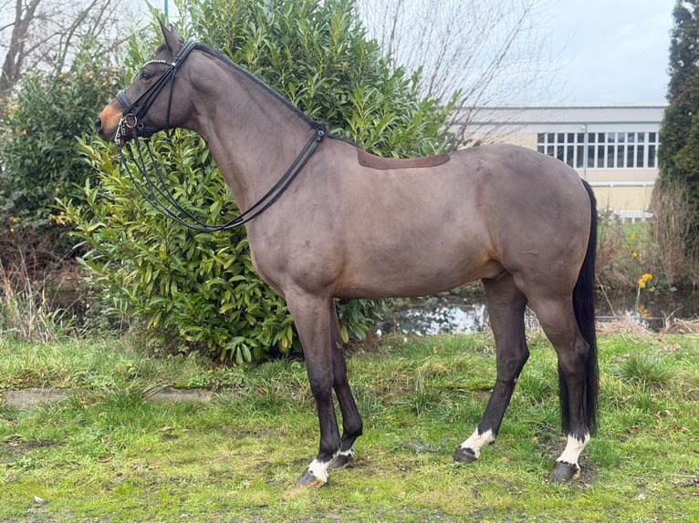 German Sport Horse Gelding 9 years 16,3 hh Brown in Duisburg