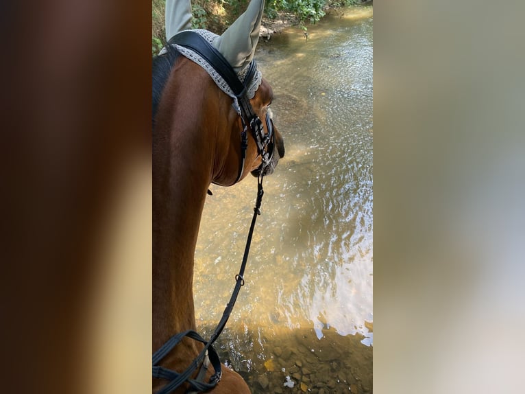 German Sport Horse Gelding 9 years 16,3 hh Brown in Dierdorf