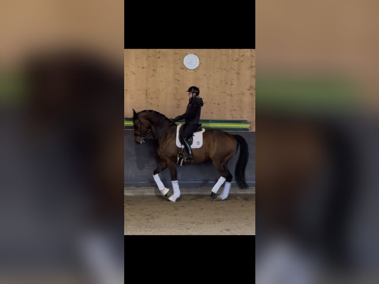 German Sport Horse Gelding 9 years 17.1 hh Bay-Dark in Innsbruck