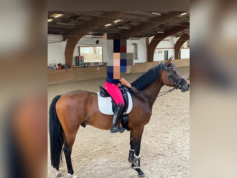 German Sport Horse Gelding 9 years 17,1 hh Brown in Gäufelden