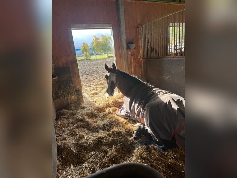 German Sport Horse Gelding 9 years 17,1 hh Brown in DanstedtWernigerode