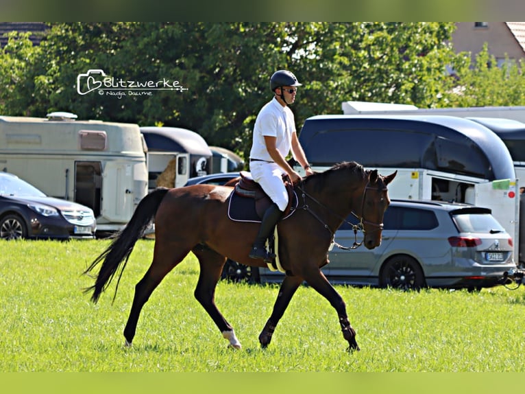 German Sport Horse Gelding 9 years 17,1 hh Brown in Hopfgarten