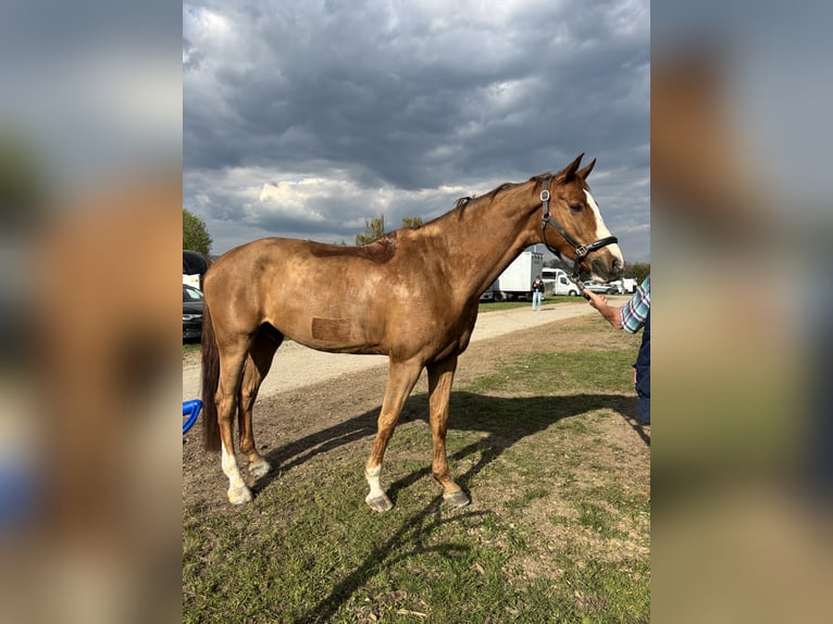 German Sport Horse Gelding 9 years 17.1 hh Chestnut-Red in Aurach