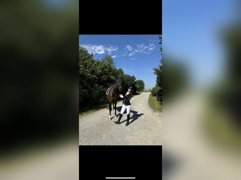 German Sport Horse Gelding 9 years 17,1 hh Smoky-Black in Schweitenkirchen