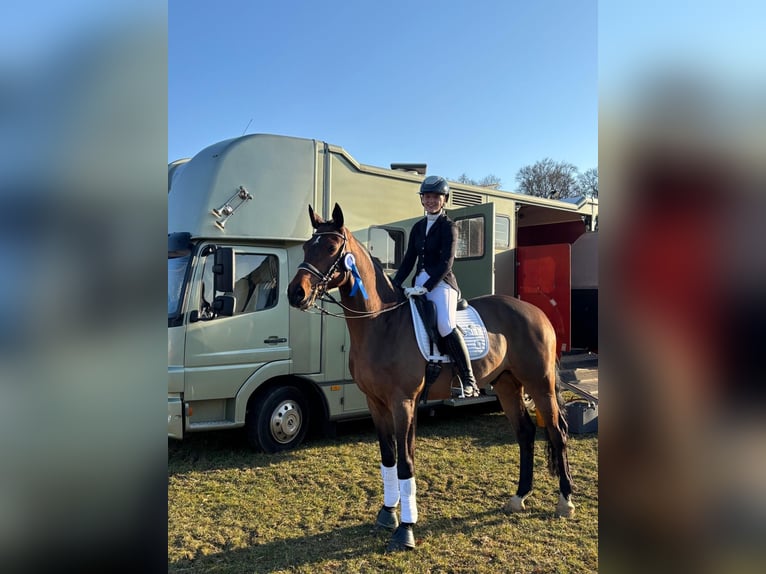 German Sport Horse Gelding 9 years 17.2 hh Brown in Langenenslingen