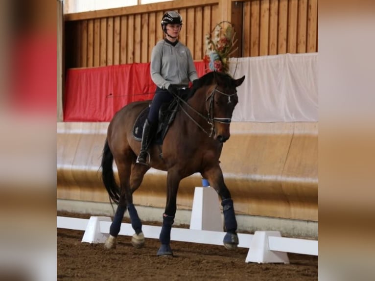 German Sport Horse Gelding 9 years 17.2 hh Brown in Langenenslingen
