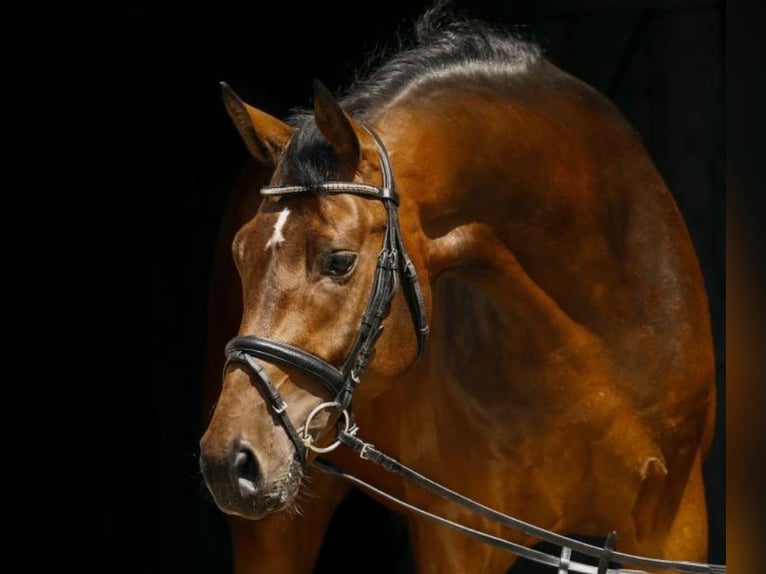 German Sport Horse Gelding 9 years 17.2 hh Brown in Langenenslingen