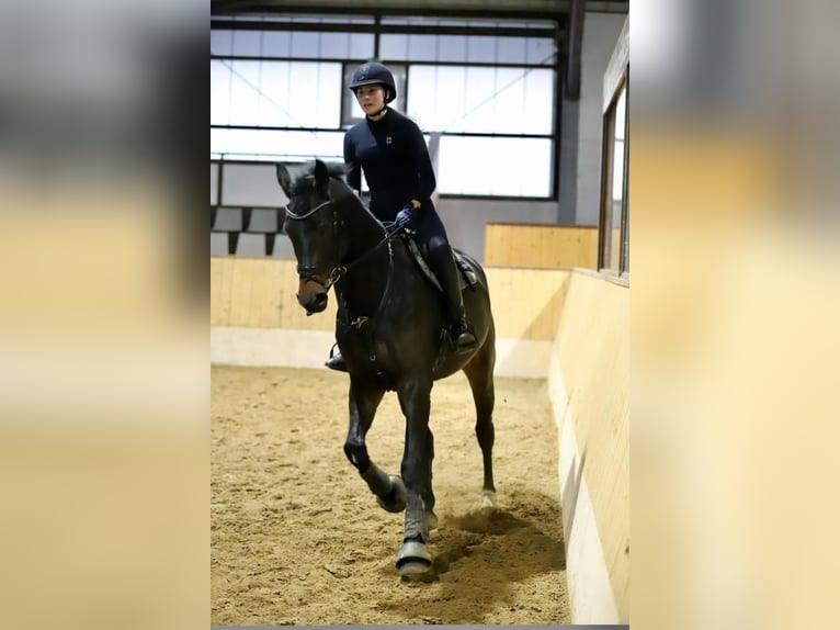 German Sport Horse Gelding 9 years 17 hh Bay-Dark in Jesteburg